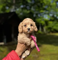 Korean Maltipoo girl- Lily, a female Maltipoo for sale in Greensboro, NC – 4 of 7