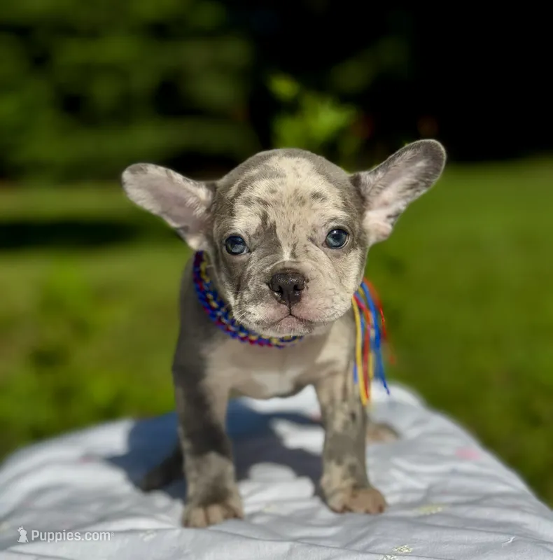 Moe – French Bulldog puppy for sale in Greensboro, NC