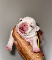 Chilly, a male French Bulldog for sale in Greensboro, NC – 3 of 8
