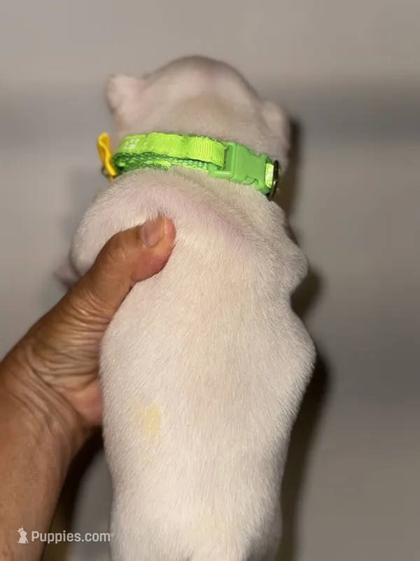 Chilly – French Bulldog puppy for sale in Greensboro, NC