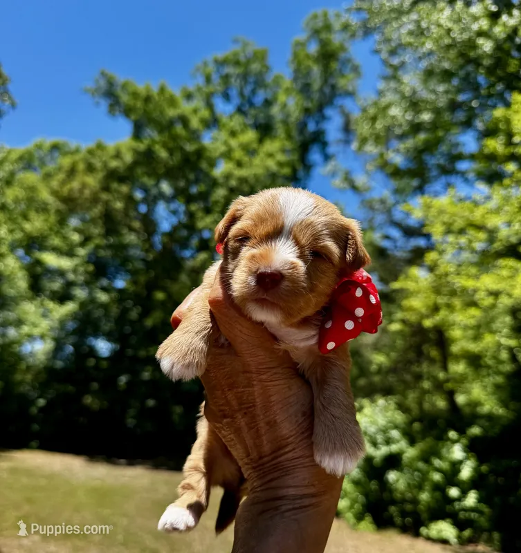 AKC Yorkie HONEY – Yorkshire Terrier puppy for sale in Greensboro, NC