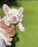 Crystal, a female French Bulldog for sale in Greensboro, NC – 5 of 8