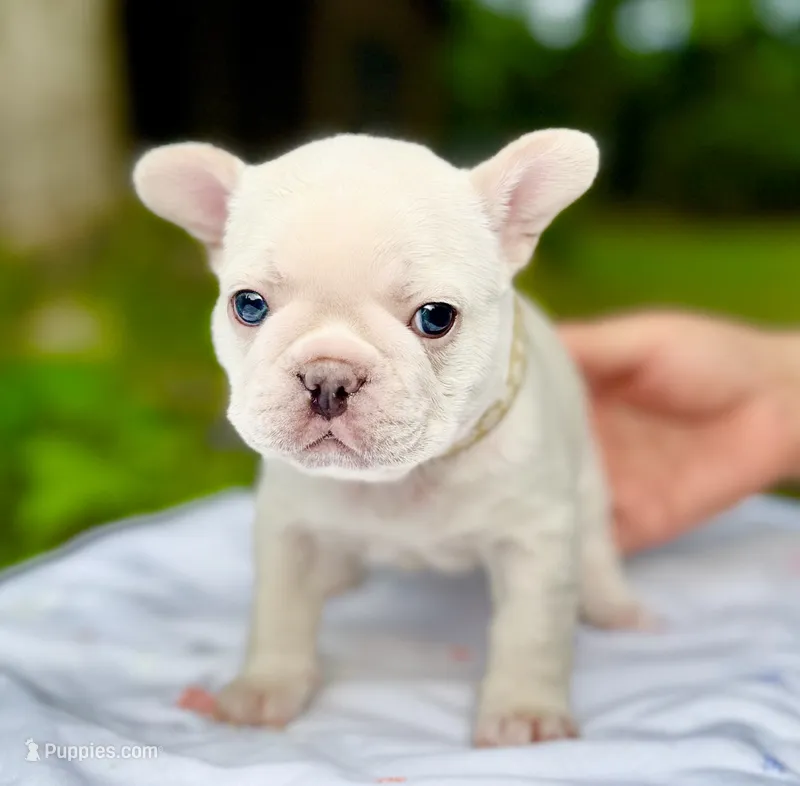 GODO – French Bulldog puppy for sale in Greensboro, NC