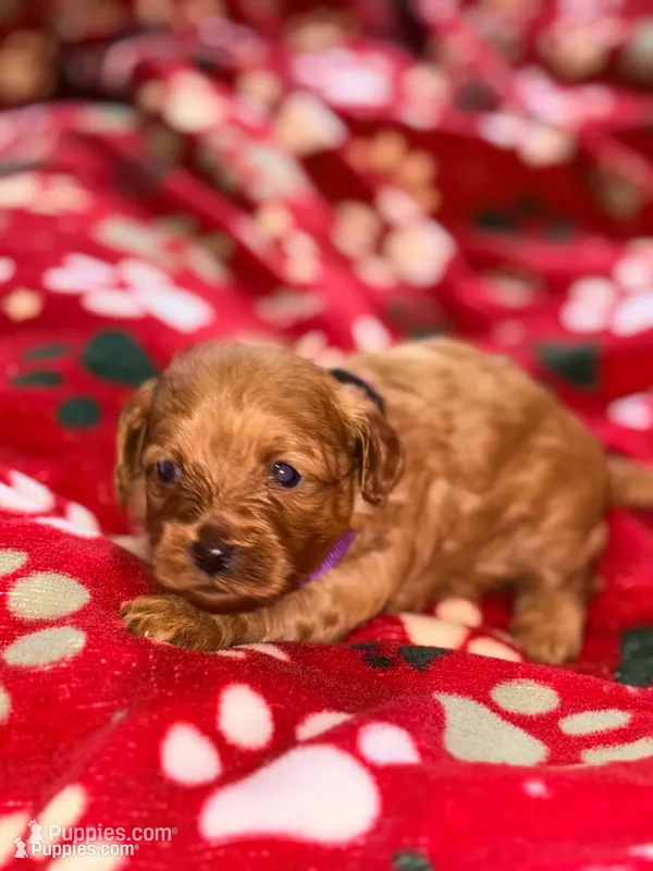 Korean toy Maltipoo - Autumn – Maltipoo, Poodle - Toy  puppy for sale in Greensboro, NC