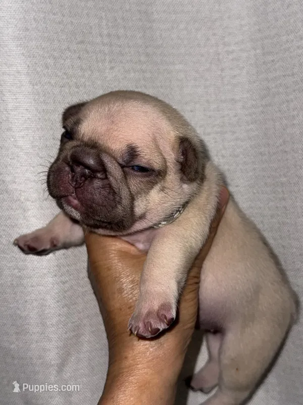 Milky – French Bulldog puppy for sale in Greensboro, NC