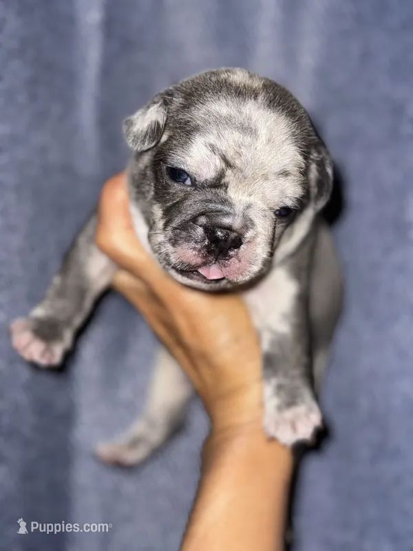 Moe – French Bulldog puppy for sale in Greensboro, NC