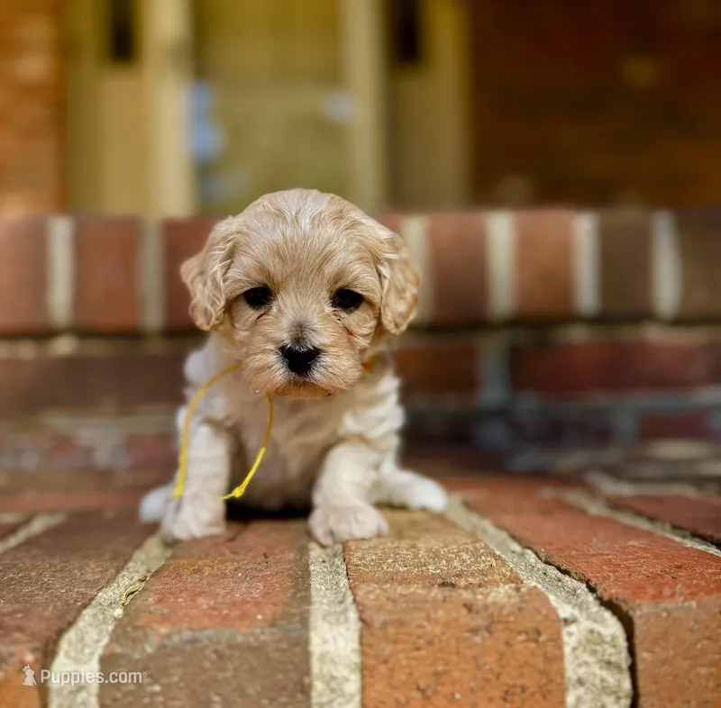 London-Korean Maltipoo – Maltipoo puppy for sale in Greensboro, NC