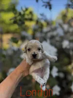 London-Korean Maltipoo, a male Maltipoo for sale in Greensboro, NC – Photo 3 of 6