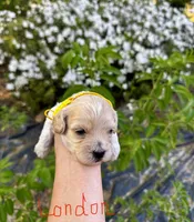 London-Korean Maltipoo, a male Maltipoo for sale in Greensboro, NC – Photo 4 of 6
