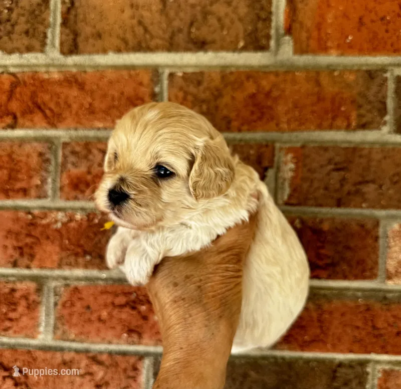 London-Korean Maltipoo – Maltipoo puppy for sale in Greensboro, NC