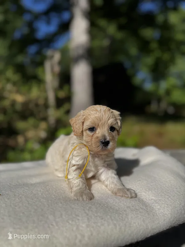 London-Korean Maltipoo – Maltipoo puppy for sale in Greensboro, NC