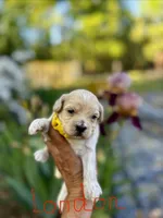 London-Korean Maltipoo, a male Maltipoo for sale in Greensboro, NC – Photo 1 of 6