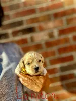 London-Korean Maltipoo, a male Maltipoo for sale in Greensboro, NC – Photo 5 of 6