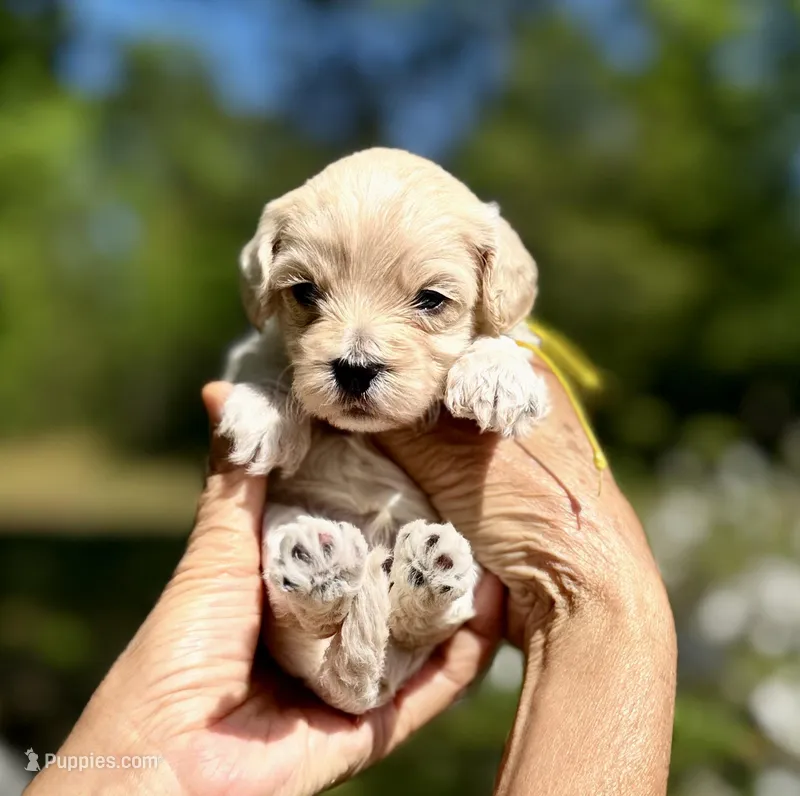 London-Korean Maltipoo – Maltipoo puppy for sale in Greensboro, NC