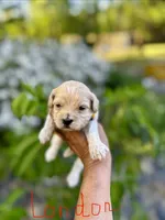 London-Korean Maltipoo, a male Maltipoo for sale in Greensboro, NC – Photo 2 of 6