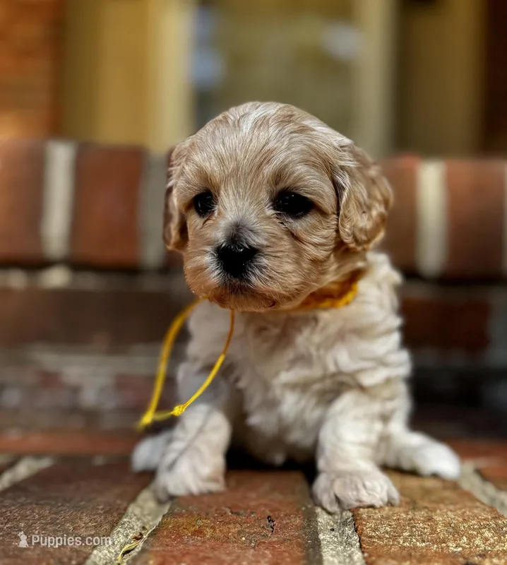 London-Korean Maltipoo – Maltipoo puppy for sale in Greensboro, NC