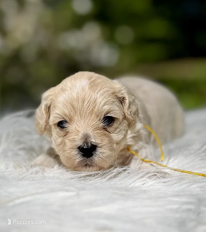 London-Korean Maltipoo – Maltipoo puppy for sale in Greensboro, NC