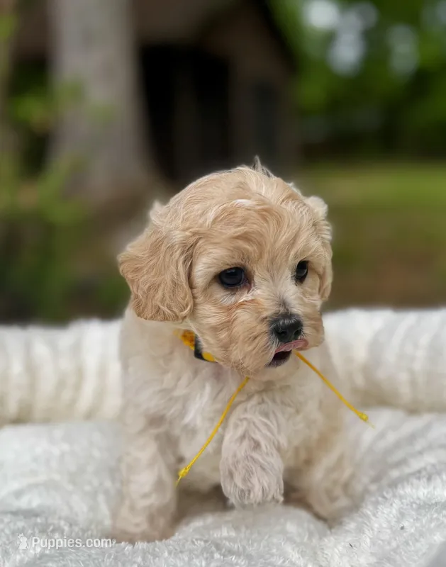 London-Korean Maltipoo – Maltipoo puppy for sale in Greensboro, NC