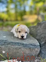 London-Korean Maltipoo, a male Maltipoo for sale in Greensboro, NC – Photo 6 of 6