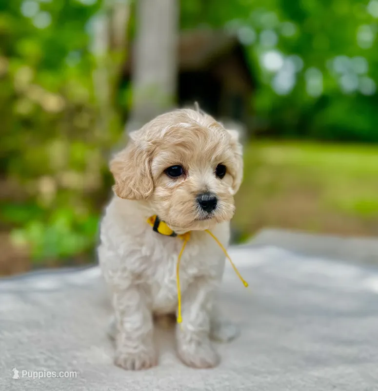 London-Korean Maltipoo – Maltipoo puppy for sale in Greensboro, NC