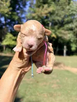 Pumpkin , a female Maltipoo and Poodle - Toy  for sale in Greensboro, NC – 4 of 10