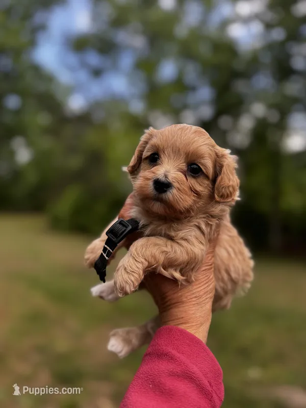COOPER-Korean Maltipoo – Maltipoo, Poodle - Toy  puppy for sale in Greensboro, NC