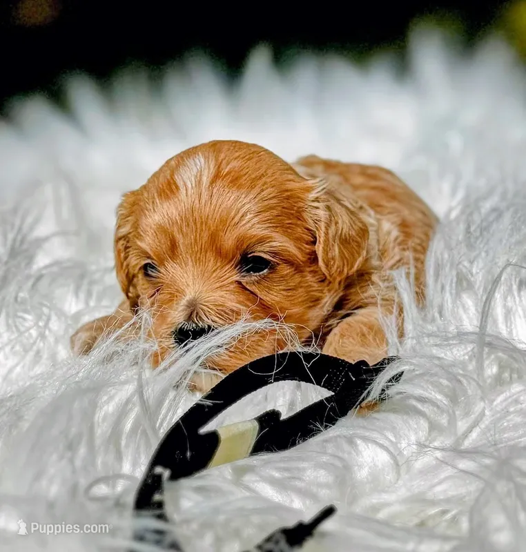 COOPER-Korean Maltipoo – Maltipoo, Poodle - Toy  puppy for sale in Greensboro, NC