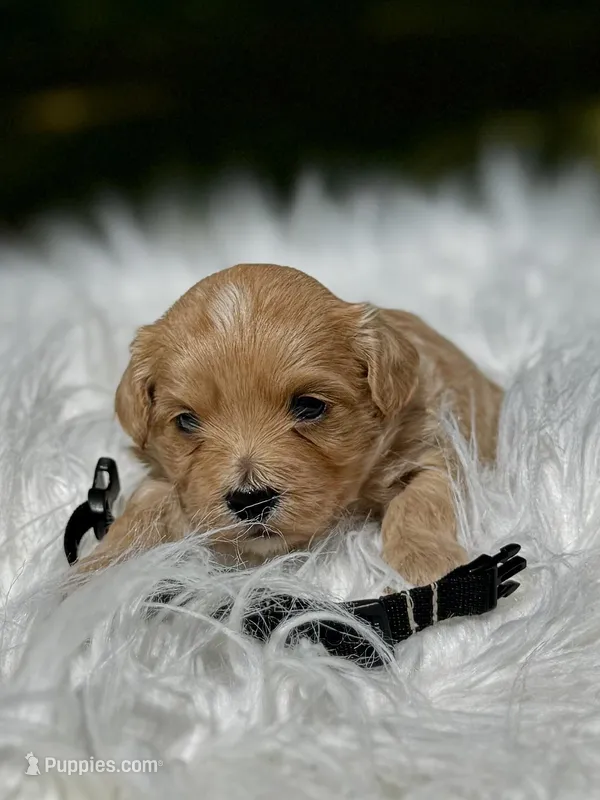 COOPER-Korean Maltipoo – Maltipoo, Poodle - Toy  puppy for sale in Greensboro, NC