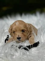 COOPER-Korean Maltipoo, a male Maltipoo and Poodle - Toy  for sale in Greensboro, NC – Photo 1 of 8