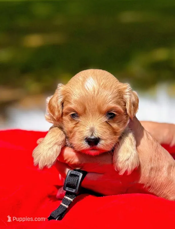 COOPER-Korean Maltipoo – Maltipoo, Poodle - Toy  puppy for sale in Greensboro, NC