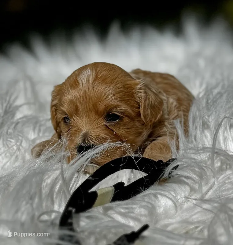 COOPER-Korean Maltipoo – Maltipoo, Poodle - Toy  puppy for sale in Greensboro, NC