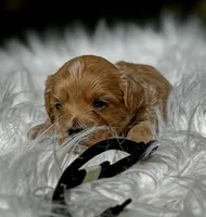 COOPER-Korean Maltipoo, a male Maltipoo and Poodle - Toy  for sale in Greensboro, NC – Photo 2 of 8