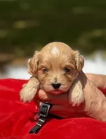 COOPER-Korean Maltipoo, a male Maltipoo and Poodle - Toy  for sale in Greensboro, NC – Photo 4 of 8