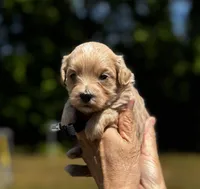 COOPER-Korean Maltipoo, a male Maltipoo and Poodle - Toy  for sale in Greensboro, NC – Photo 6 of 8
