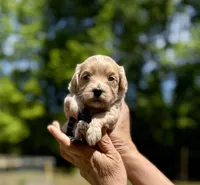 COOPER-Korean Maltipoo, a male Maltipoo and Poodle - Toy  for sale in Greensboro, NC – Photo 7 of 8