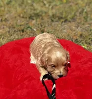 COOPER-Korean Maltipoo, a male Maltipoo and Poodle - Toy  for sale in Greensboro, NC – Photo 3 of 8