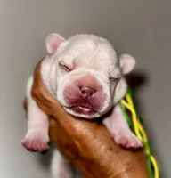 CHICO, a male French Bulldog for sale in Greensboro, NC – 4 of 7