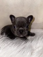 COBY, a male French Bulldog for sale in Greensboro, NC – 7 of 10