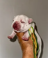 CHICO, a male French Bulldog for sale in Greensboro, NC – 6 of 7