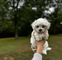 LEAF - Korean Maltipoo boy, a male Maltipoo and Maltese for sale in Greensboro, NC – 6 of 7
