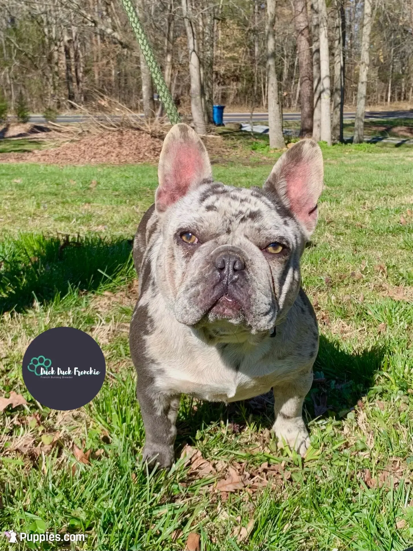 Gail, a female French Bulldog for sale in Greensboro, NC – 8 of 9