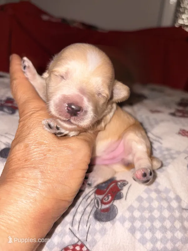 KOREAN TOY Maltipoo - Acorn  – Maltipoo, Poodle - Toy  puppy for sale in Greensboro, NC