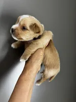 AKC Yorkie HONEY, a female Yorkshire Terrier for sale in Greensboro, NC – 8 of 8