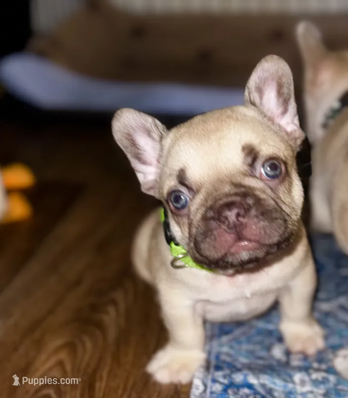 Miso – French Bulldog puppy on hold in Greensboro, NC