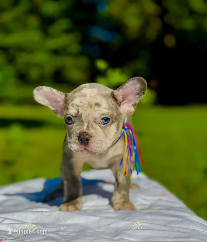 Moe – French Bulldog puppy for sale in Greensboro, NC