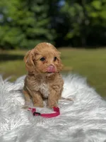 Lily, a female Maltipoo for sale in Greensboro, NC – 6 of 6