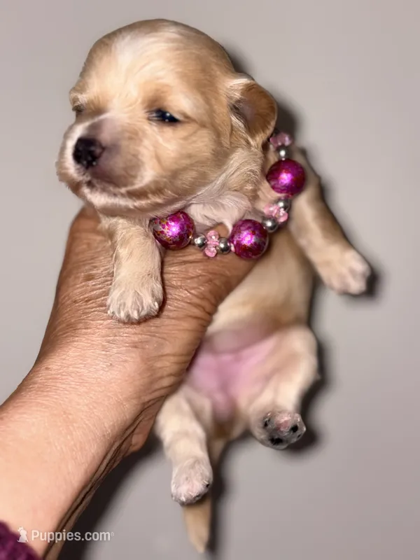 Korean Red toy Maltipoo-Apple – Maltipoo, Poodle - Toy  puppy for sale in Greensboro, NC