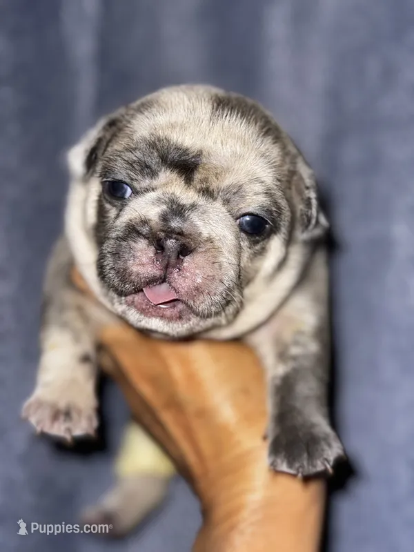 Mochi – French Bulldog puppy for sale in Greensboro, NC