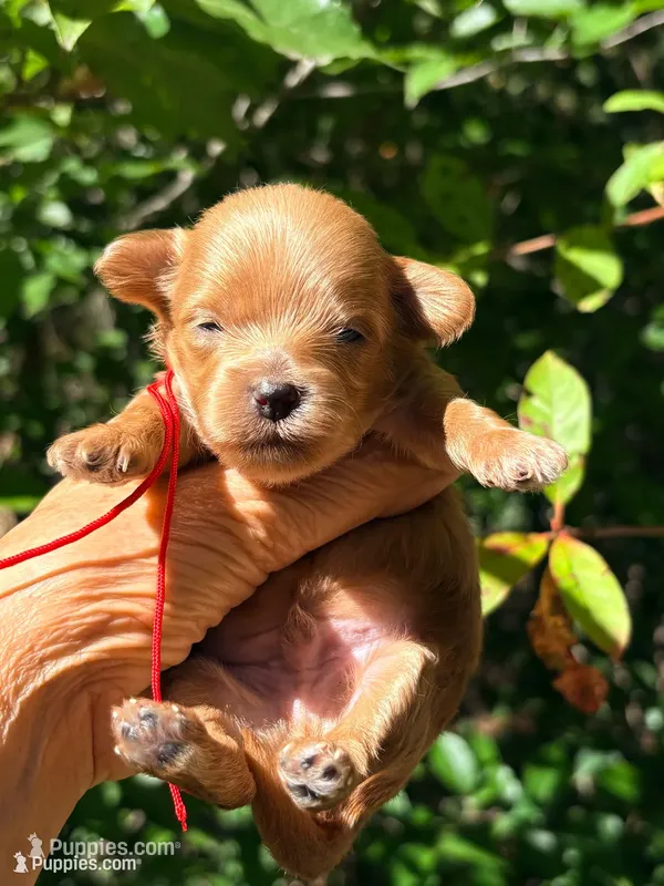 Tea Cup Korean Maltipoo - Pie – Maltipoo, Poodle - Toy  puppy for sale in Greensboro, NC