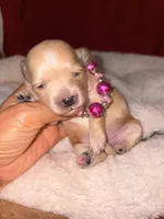 Korean Red toy Maltipoo-Apple, a female Maltipoo and Poodle - Toy  for sale in Greensboro, NC – 8 of 10